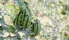 重庆网红最近吃瓜,一场吃瓜盛宴的幕后风云