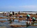 户外赶海爆料视频大全,揭秘户外赶海爆料视频大全精彩瞬间