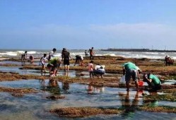 户外赶海爆料视频大全,揭秘户外赶海爆料视频大全精彩瞬间