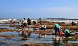 户外赶海爆料视频大全,揭秘户外赶海爆料视频大全精彩瞬间