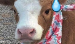 娱乐吃瓜酱素材图片高清,娱乐吃瓜酱素材图片背后的故事