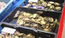 敦化海鲜爆料视频大全集,视频大全集深度解析