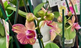 兰花姐姐爆料了吗视频,幕后真相大曝光