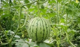 重庆网红最近吃瓜,一场吃瓜盛宴的幕后风云