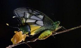 蝶中蝶5在线观看完整版,穿越时空的奇幻之旅在线完整版剧情揭秘